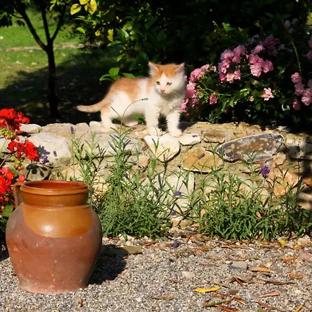Sejuda Peschici